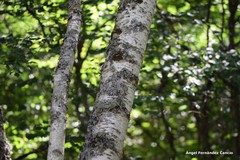 Betula pendula fontqueri