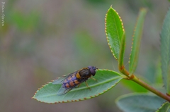 Syrphus octomaculatus