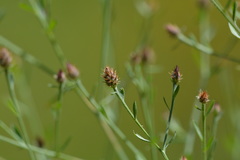 Centaurea ×psammogena