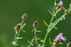 Centaurea ×psammogena