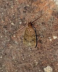 Glyphidocera democratica