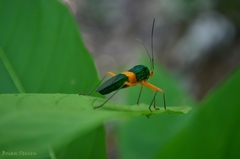 Paryphes