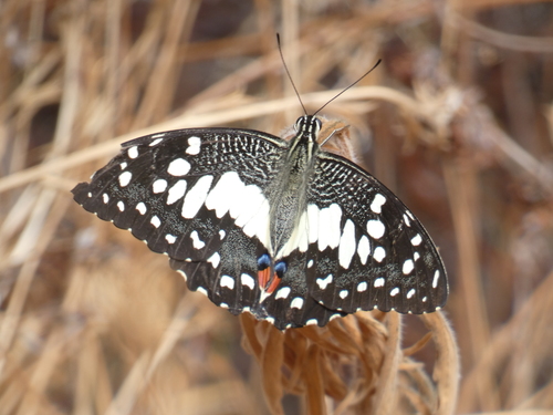 Lime Swallowtail photo 3