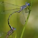 Sweetflag Spreadwing - Photo (c) Dan Mullen, some rights reserved (CC BY-NC-ND)