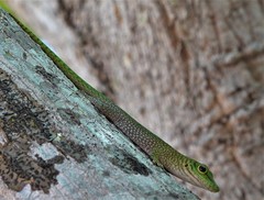 Phelsuma kochi