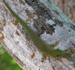 Phelsuma kochi