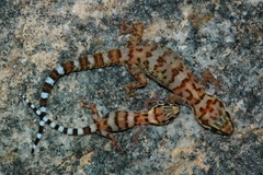 Pachydactylus weberi