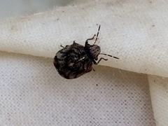 Pachycorinae