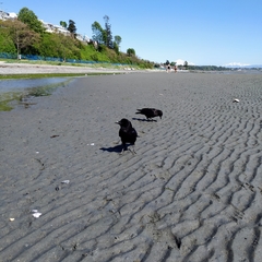 Corvus brachyrhynchos caurinus