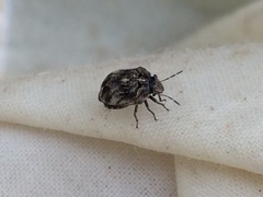 Pachycorinae