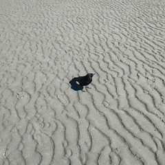 Corvus brachyrhynchos caurinus