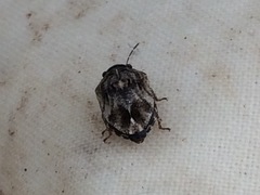 Pachycorinae