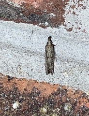 Dichomeris inversella