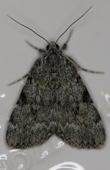 Catocala lineella