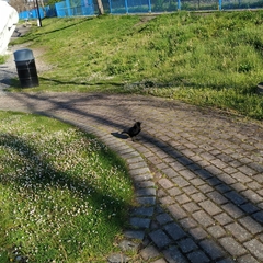 Corvus brachyrhynchos caurinus