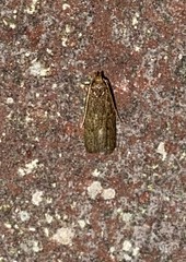 Glyphidocera juniperella