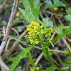 Rorippa palustris palustris