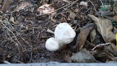 Agaricus