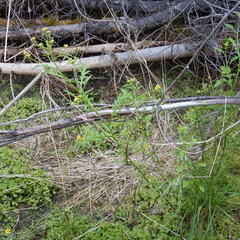 Rorippa palustris palustris