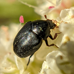 Orphilus subnitidus