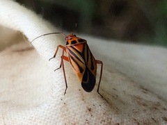 Calocoris barberi