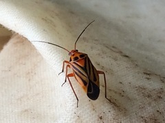 Calocoris barberi