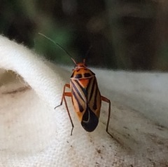 Calocoris barberi