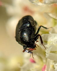 Orphilus subnitidus