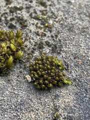 Nyholmiella gymnostoma