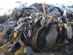 Eisenia arborea