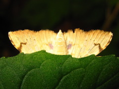 Neoanalthes contortalis