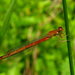 Eastern Red Damsel - Photo (c) kestrel360, some rights reserved (CC BY-NC-ND)