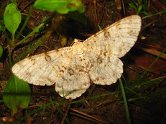 Ophthalmitis albosignaria