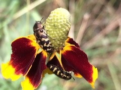 Acmaeodera mixta