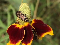 Acmaeodera mixta