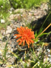 Agoseris aurantiaca
