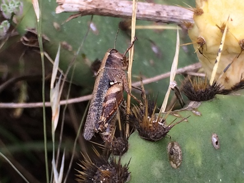 Aztec Spur-throated Grasshopper