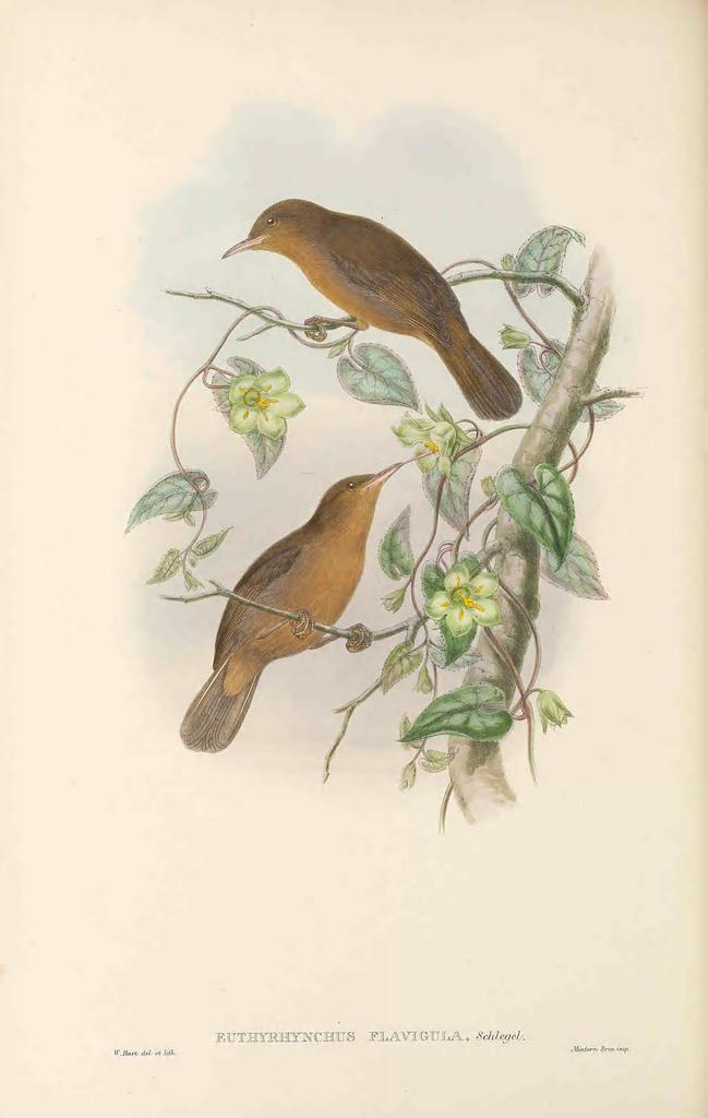 Tawny Straightbill