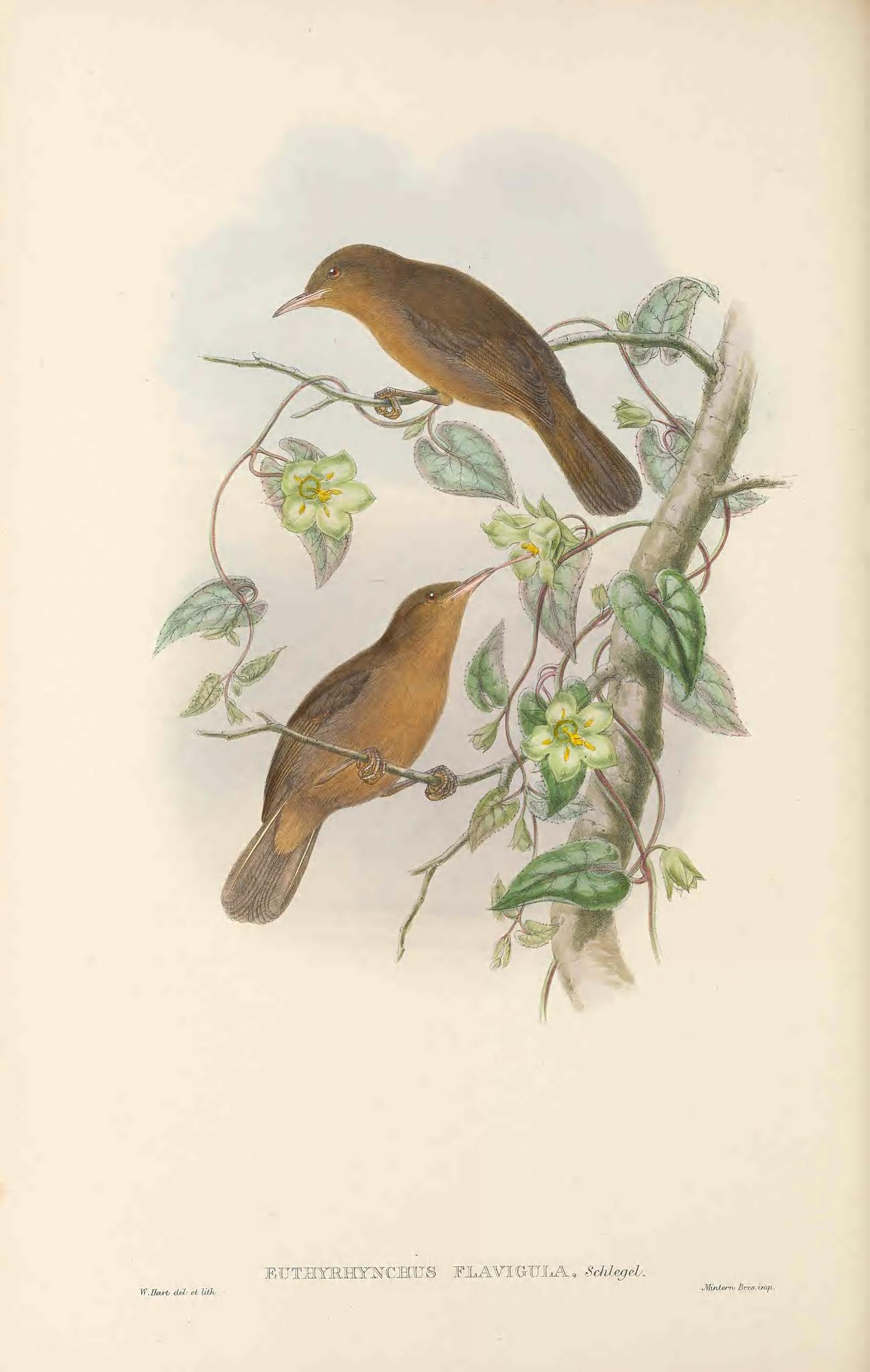 Tawny Straightbill illustration