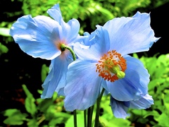Meconopsis