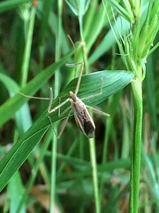 Zelus cervicalis