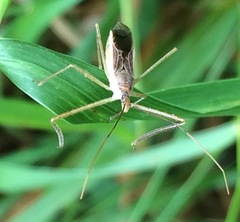 Zelus cervicalis
