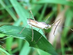 Zelus cervicalis