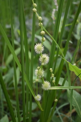 Sparganium androcladum