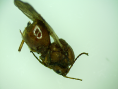 Andricus quercuscalifornicus