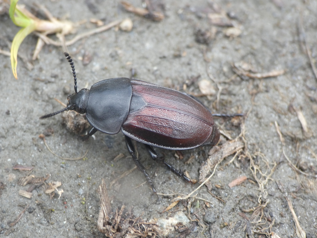 Silpha tyrolensis