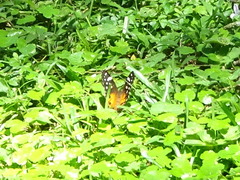 Paralethe dendrophilus