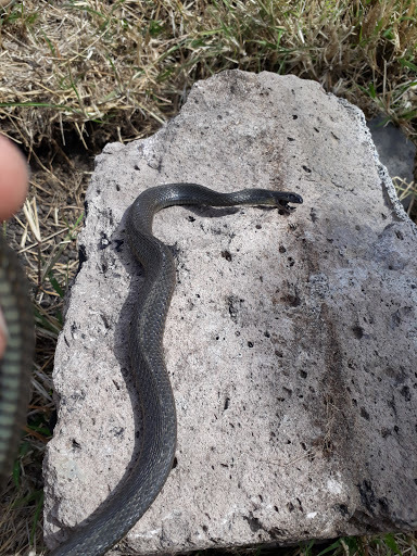 Culebra Arroyera De Cola Negra Desde Cuitzeo Mx Mc El Mi Rcoles