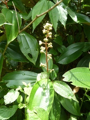 Miconia dodecandra