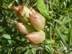 Astragalus neglectus